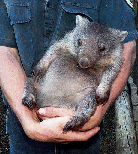 Wombat!